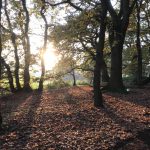 surrey woods evening sun