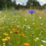 flowers in meadow