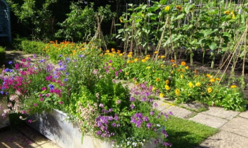 Therapy Garden Surrey