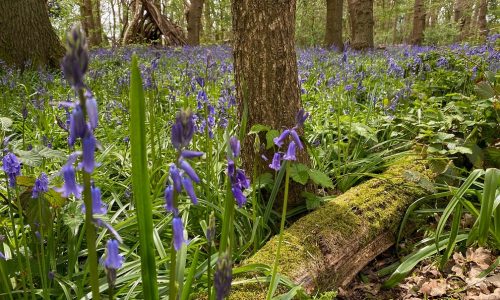 bluebell-woods-surrey