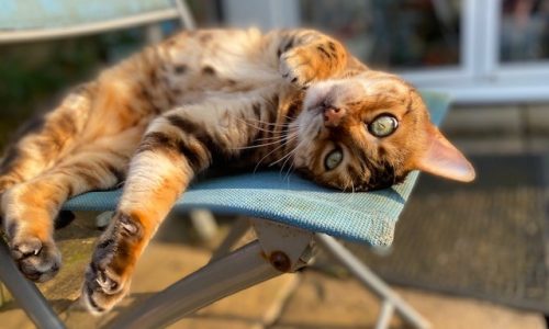 cat stretching on outdoor chair
