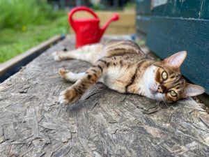 Cat on the ground outdoors relaxing with red watering can behind