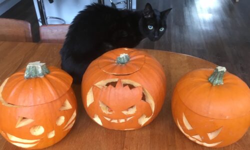 Black cat and homemade pumpkins