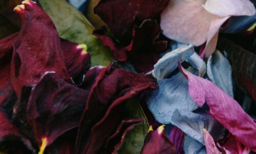 petals in pink purple and blue scattered